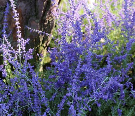Perovskia en pleine floraison dans un jardin ensoleillé
