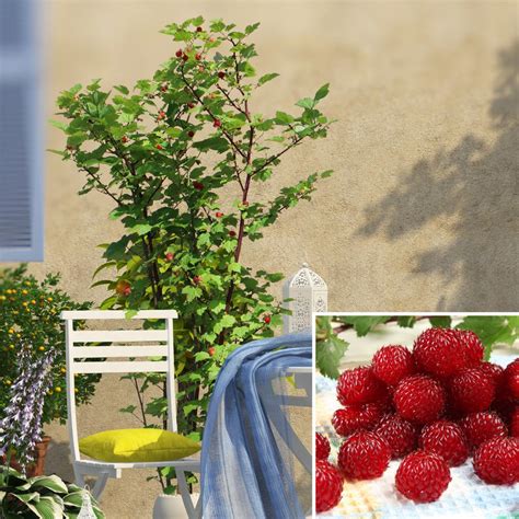 montage framboisier