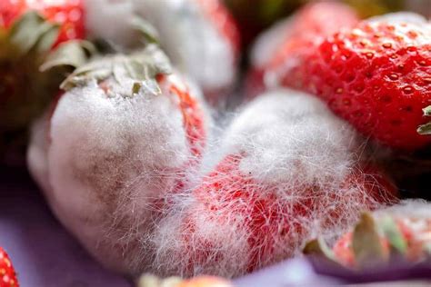 Fruits de framboisier atteints de pourriture grise