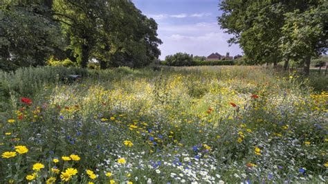 Prairie fleurie avec insectes