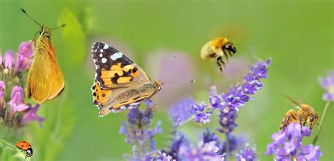 Insectes pollinisateurs dans une prairie fleurie