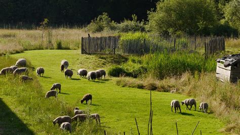 Moutons en éco-pâturage