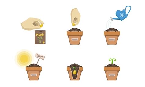 Schéma explicatif des étapes de semis et de plantation selon les saisons