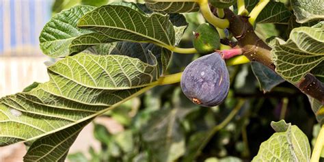 Figuier (Ficus carica L.) avec ses feuilles et ses fruits