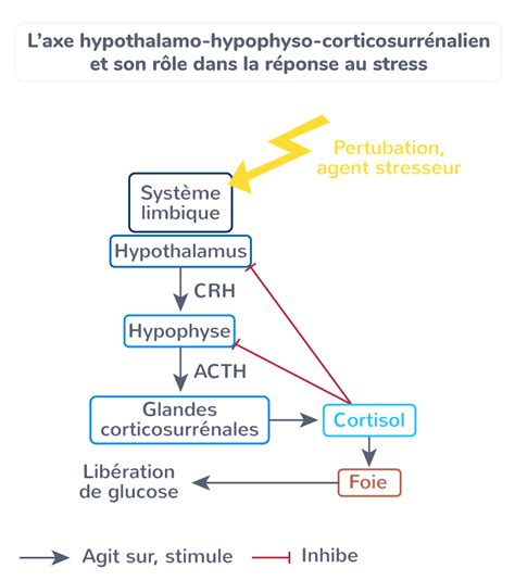 Schéma de l'axe cortico-hypothalamique