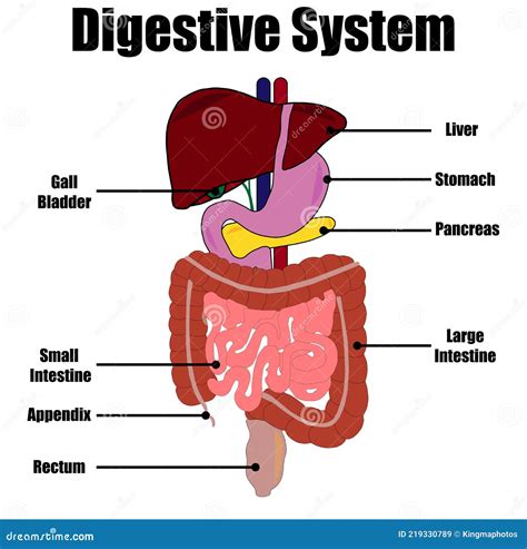 Illustration du système digestif humain