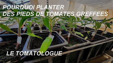 Planter des tomates greffées