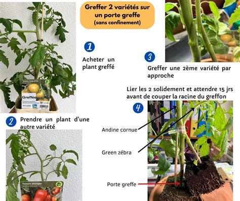 Différents porte-greffes pour tomates