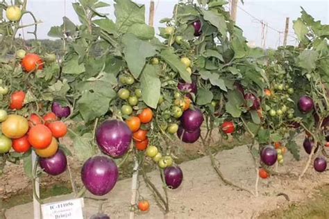 Greffe de tomate sur aubergine