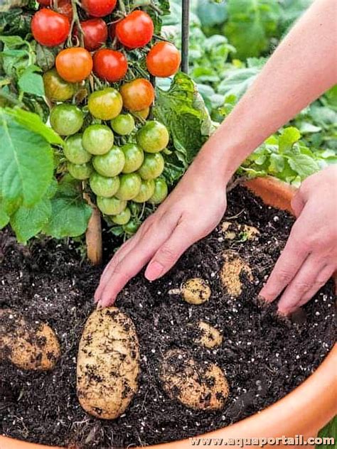 Plant de pomate (tomate et pomme de terre)