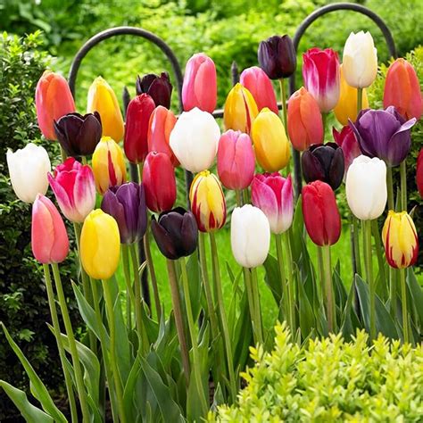 Différentes couleurs de tulipes