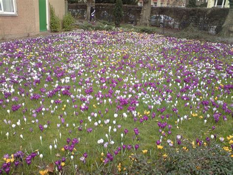 Pelouse fleurie de crocus et jonquilles
