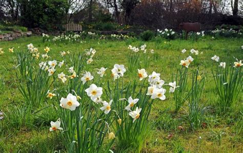 Pelouse avec des narcisses en fleurs