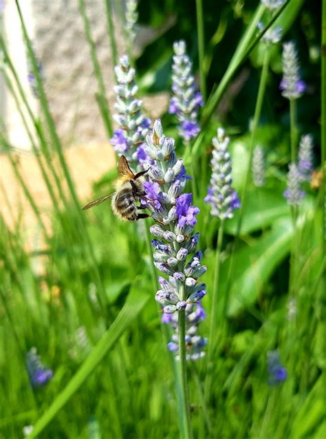 Abeille butinant une fleur de lavande