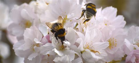 Bourdon butinant des fleurs de cerisier
