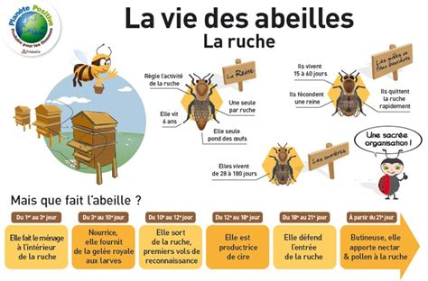 Graphique du cycle annuel de l'abeille et interventions de l'apiculteur