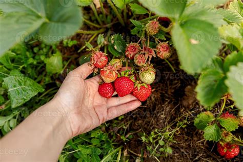 une main récoltant des fraises dans un champ ensoleillé