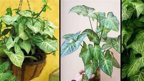 Plante de Syngonium nourrie au lombrithé
