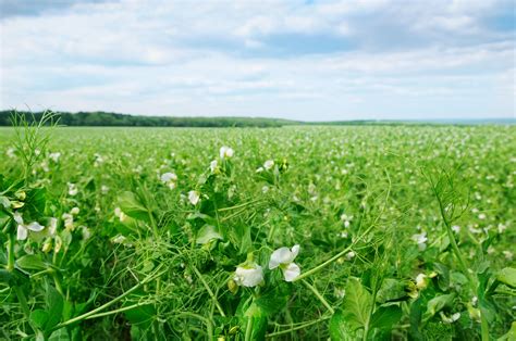Champ de petits pois en fleurs