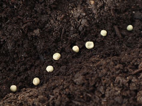 Sillon de semis de petits pois