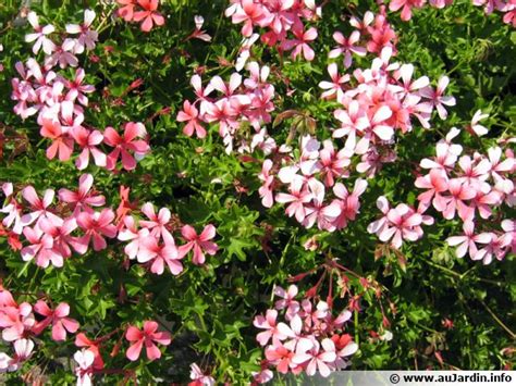Pelargonium x hederaefolium 'L'Élégante' feuillage panaché
