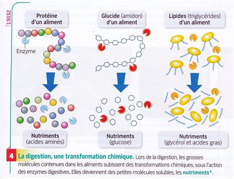schéma illustrant le cycle de transformation du sucre en nutriments par le SCOBY dans le kombucha