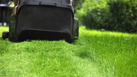 Une pelouse verte et bien tondue