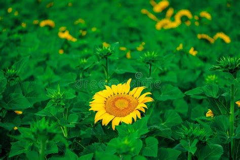 Image d'un jardin serein et lumineux