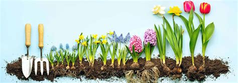 Illustration d'un jardin en hiver avec des bulbes prêts à être plantés dans la terre fraîche