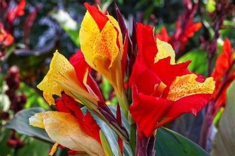 Feuillage luxuriant de canna