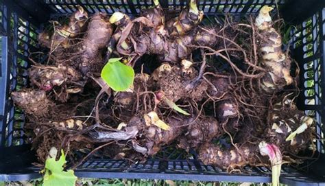 Rhizomes de canna prêts à être plantés