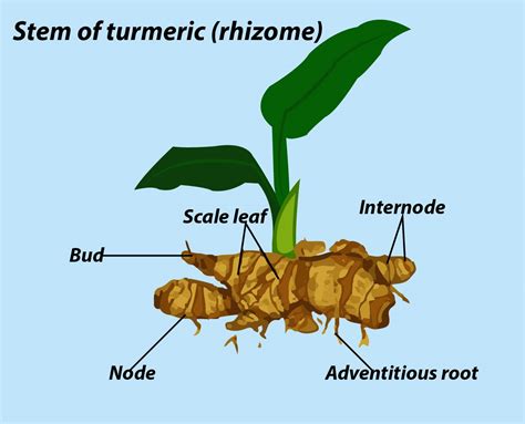 Division de rhizomes de canna