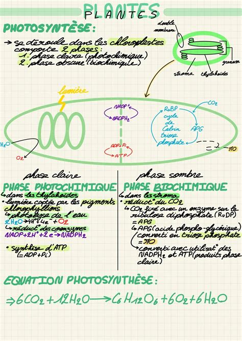 Schéma illustrant les différentes phases de développement d'une plante sous nutrition Platinium Nutrients