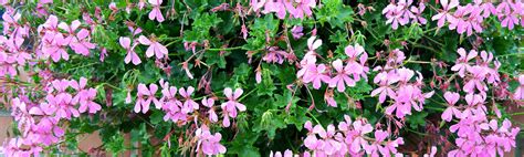 géranium odorant en pot sur une terrasse