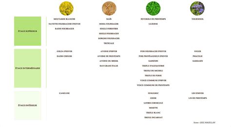 Tableau comparatif des espèces d'engrais verts : profondeur racinaire, rôle et saison de semis