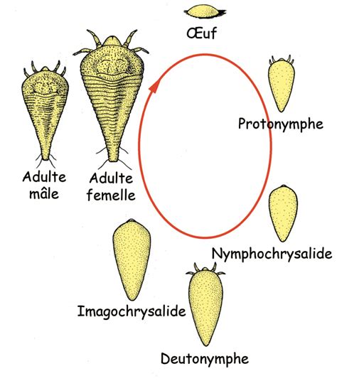 Schéma illustrant le cycle de vie du phytopte du noisetier et la formation des galles sur les bourgeons