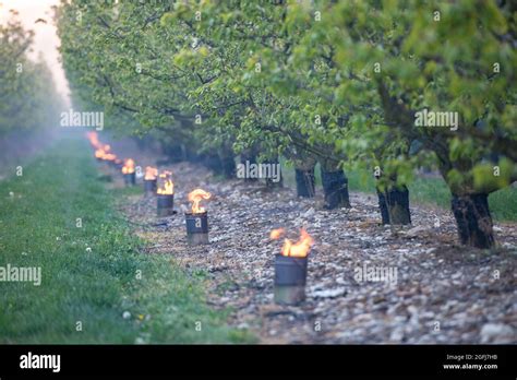 Arbres fruitiers protégés par des bougies antigel