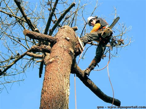 Élagage des branches mortes d'un arbre fruitier