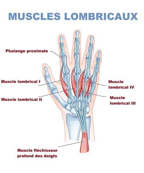 Illustration de l'emplacement et de la fonction des muscles lombricaux