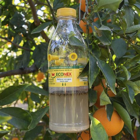 Schéma d'un piège à phéromones pour insectes