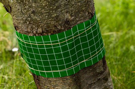 Illustration d'un tronc d'arbre protégé par une bande de glu