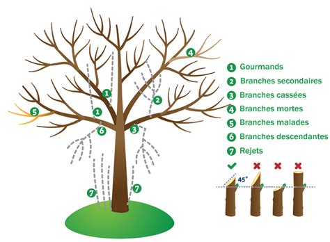 Illustration d'une coupe de taille sur un arbre