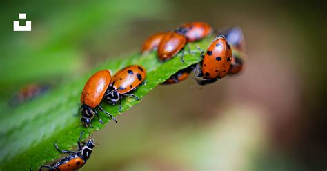 Image de coccinelles sur une feuille