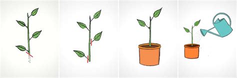 Illustration montrant le bouturage de tige de rosier en fin d'hiver