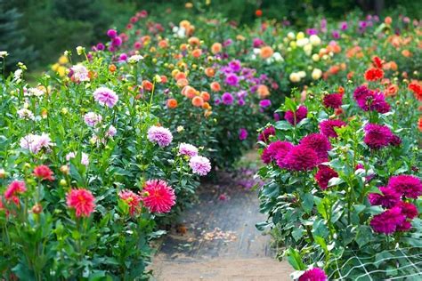 Massif de dahlias en pleine floraison estivale