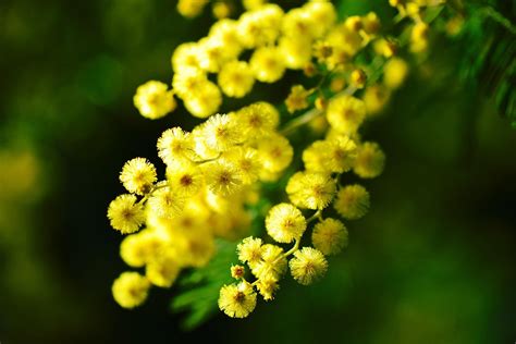 mimosa en fleurs