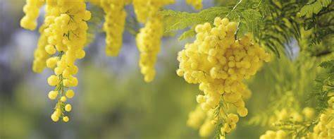 différentes variétés de mimosas