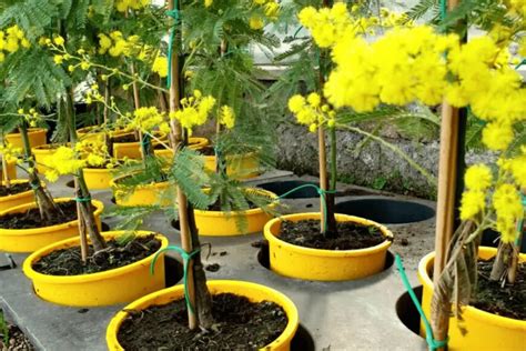 plantation d'un mimosa