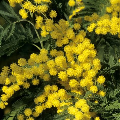 mimosa protégé en hiver