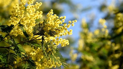 mimosa au jardin